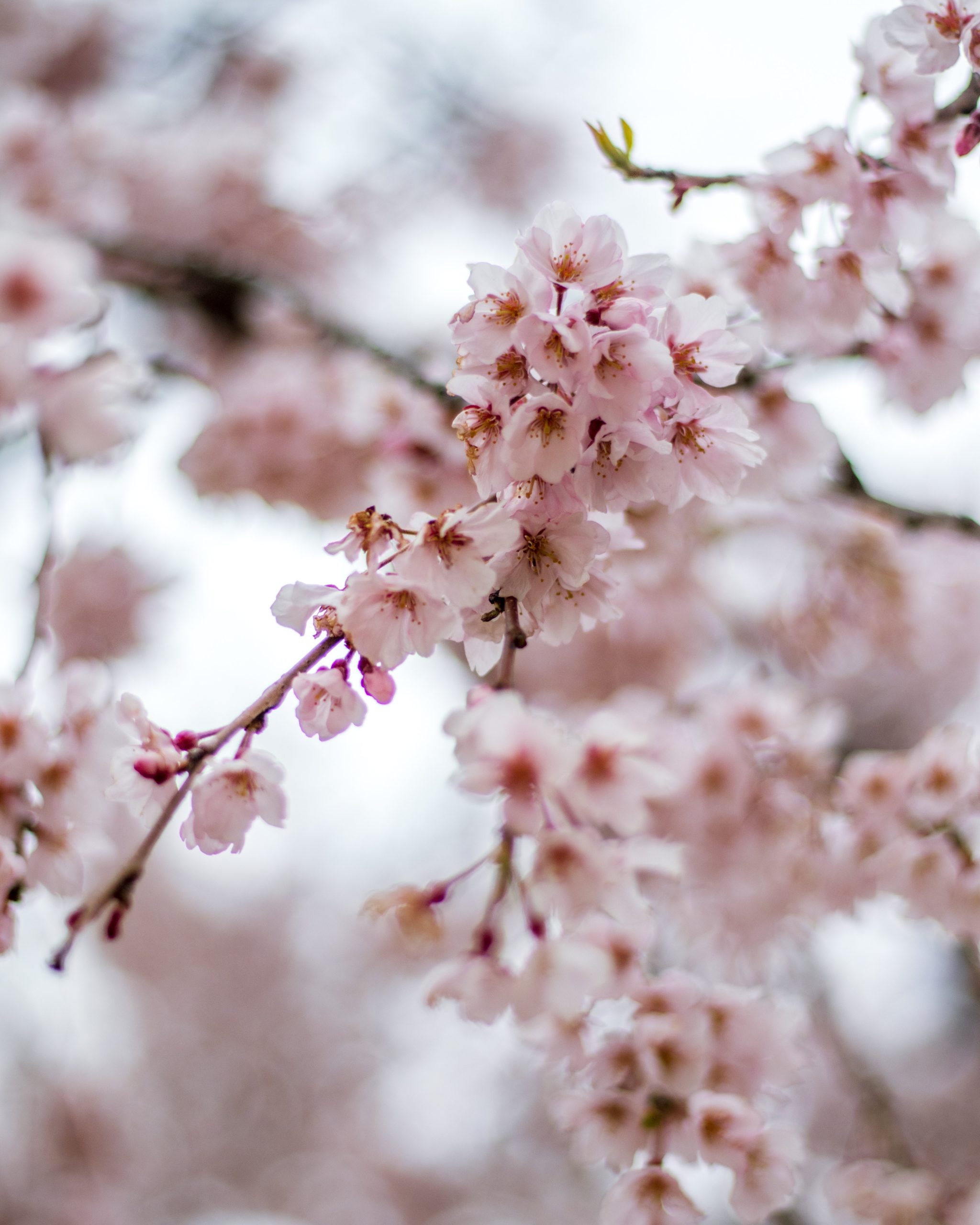 Spring Flowers