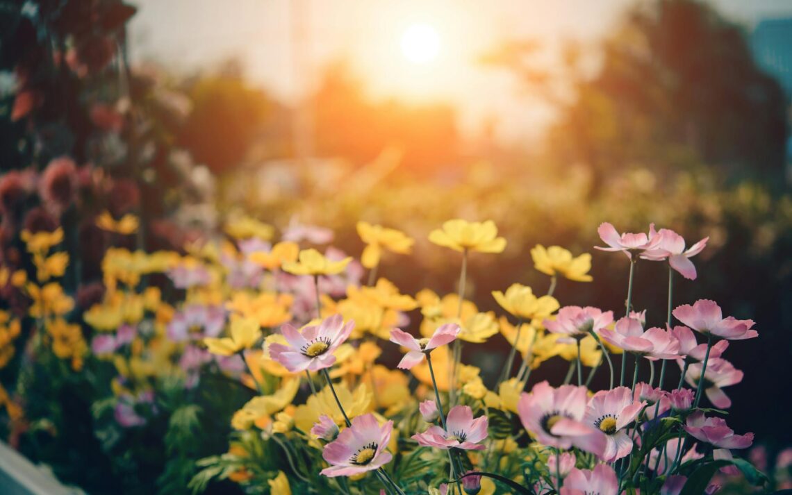 pink and yellow flowers in bloom